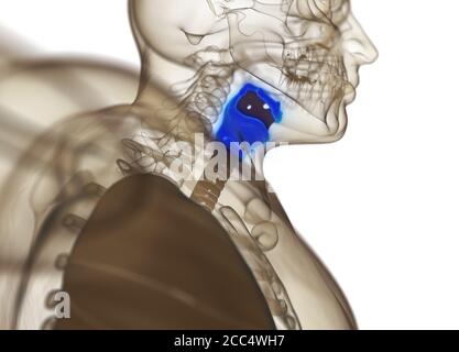 Anatomie der menschlichen Schilddrüse. Röntgenbild. Leuchtende Schilddrüse. 3D-Illustration. Stockfoto