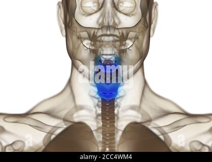 Anatomie der menschlichen Schilddrüse. Röntgenbild. Leuchtende Schilddrüse. 3D-Illustration. Stockfoto