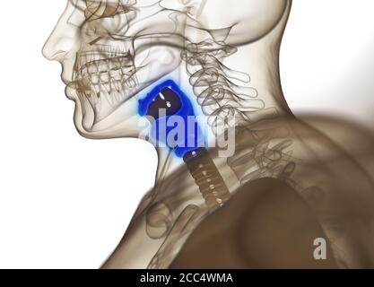 Anatomie der menschlichen Schilddrüse. Röntgenbild. Leuchtende Schilddrüse. 3D-Illustration. Stockfoto