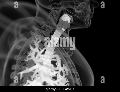 Anatomiedarstellung der menschlichen Bronchien und Trachea. 3d-Illustration Stockfoto