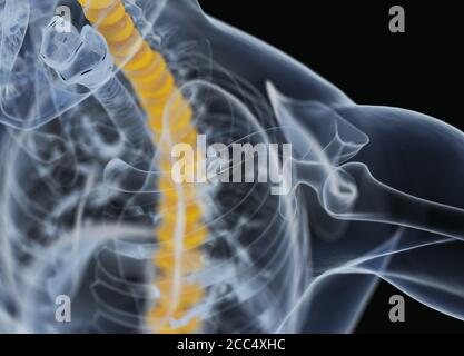 Anatomiedarstellung von Bandscheiben der menschlichen Wirbelsäule. 3d-Illustration Stockfoto