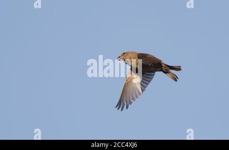 Papageienkreuzschnabel (Loxia pytyopsittacus), Weibchen im Flug, Dänemark Stockfoto