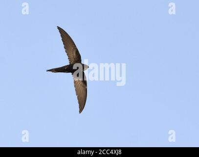 Weißrumpelfischer (Apus Caffer), im Flug, Ghana Stockfoto