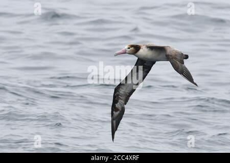 Kurzschwanzalbatros (Diomedea albatrus, Phoebastria albatrus), im Flug über den pazifischen Ozean, Russland, Ring of Fire Inseln Stockfoto