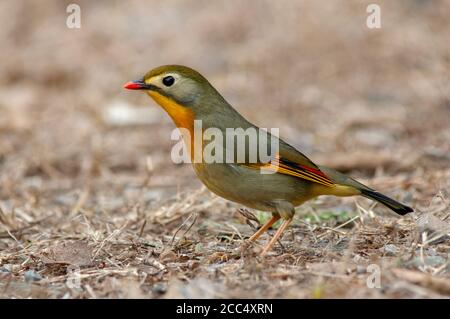 pekin-Rotkehlchen (Leiothrix lutea), Weibchen steht auf dem Boden, Indien Stockfoto