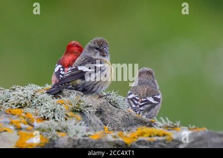 Weißflügelkreuzschnabel, zweiarbiger Kreuzschnabel (Loxia leucoptera), zwei Weibchen und ein Männchen, die während der Sommerinvasion auf einem Felsen stehen, Vereinigtes Königreich, Stockfoto