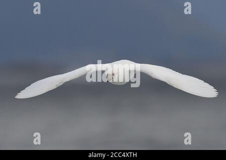 Schneeballschneeballschneehäuel, Paddy (Chionis alba), im Segelflug, Vorderansicht, Argentinien, Ushuaia Stockfoto