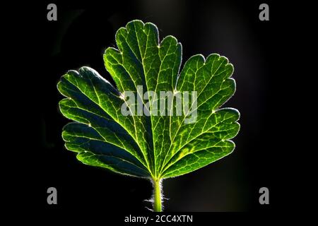 Wilde Stachelbeere, Europäische Stachelbeere (Ribes uva-crispa), Blatt im Hintergrund vor schwarzem Hintergrund, Niederlande, Friesland Stockfoto