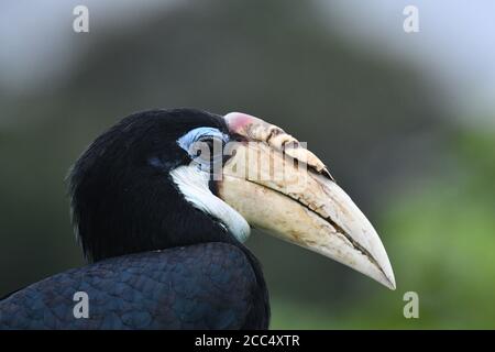 Blyth's hornbill, Papuan hornbill, Kokomo (Rhyticeros plicatus), Portrait, weiblich, Indonesien, West-Neuguinea, Malagufuk Stockfoto