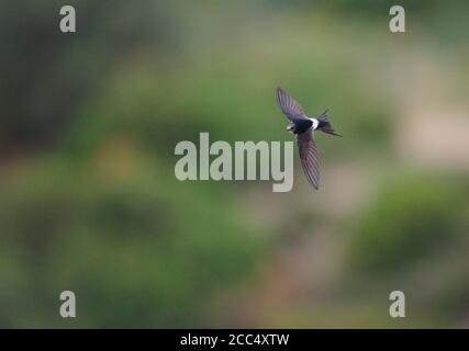 Weißrumpelflinte (Apus Caffer), im Flug, Spanien, Setefilla Stockfoto