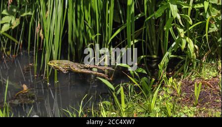 marschfrosch, Seefrosch (Rana ridibunda, Pelophylax ridibundus), springt vom Ufer ins Wasser, Deutschland, Bayern Stockfoto