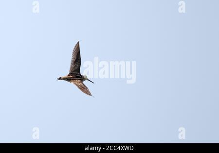 pintail-Schnecke (Gallinago stenura), im Flug, mit oberem Flügelmuster, Thailand, Petchaburi Stockfoto