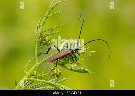 Moschuskäfer (Aromia moschata), Männchen auf einer Pflanze, Deutschland, Bayern Stockfoto