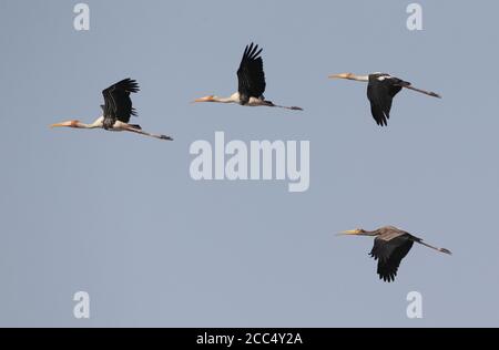 Gemalter Storch (Mycteria leucocephala, Ibis leucocephalus), drei Erwachsene und ein unreifer gemalter Storch im Flug, Thailand, Pak Thale Stockfoto