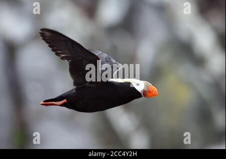 Puffin (Fratercula cirrhata, Lunda cirrhata), Erwachsener im Flug, Russland, Kurilen Stockfoto