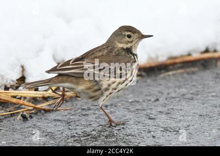 Asiatischer Buffbauchpipit, sibirischer Buffbauchpipit (Anthus rubescens japonicus), überwintert am Inbanuma-See, Japan Stockfoto