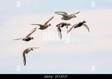 Rotschuppentochter (Netta rufina), fliegende Herde, Draken mit Brutgefieder, Deutschland, Bayern Stockfoto