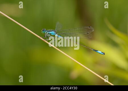 Gemeine ischnura, Blauschwanzdammelfliege (Ischnura elegans), nach Ansicht, Deutschland, Bayern Stockfoto