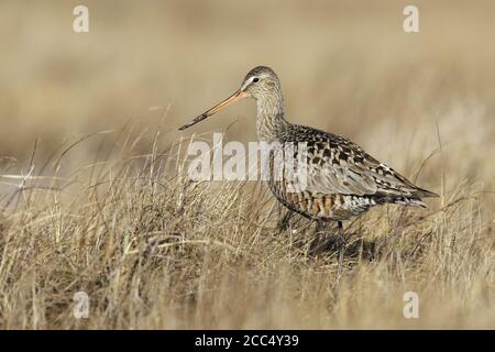 Hudsonian godwit (Limosa haemastica), Erwachsener im Zuchtgefieder stehend in arktischer Tundra, Kanada, Manitoba Stockfoto