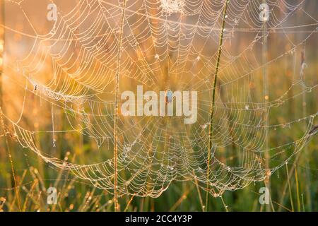 Heidelandorbweaver (Neoscona adianta), in einem mit Tautropfen gedeckten Spinnennetz bei Sonnenaufgang, Deutschland, Bayern Stockfoto