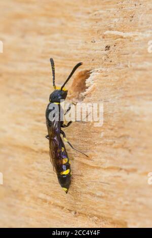 Gemeinsame europäische Sapygid-Wespe (Sapyga clavicornis, Monosapyga clavicornis), Weibchen bei der Nisthilfe für Wildbienen, Deutschland Stockfoto