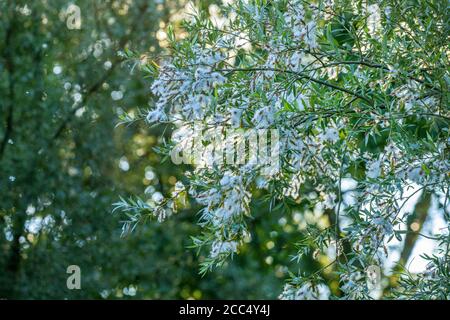 Weide (Salix alba), fruchtig, Deutschland, Bayern Stockfoto