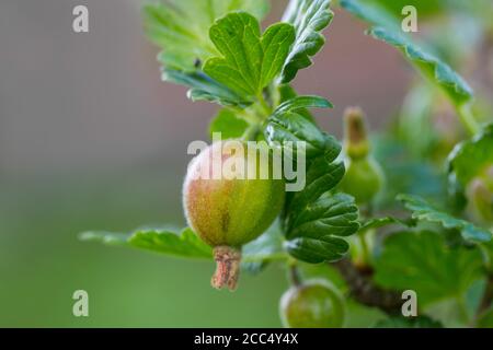 Wilde Stachelbeere, Europäische Stachelbeere (Ribes uva-crispa), junge Frucht auf einem Zweig, Niederlande, Frisia Stockfoto