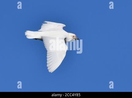 Schneeballschneeballschneehäuel, Pale-faced sheathbill, Paddy, größere sheathbill (Chionis alba), im Flug in den blauen Himmel, Seitenansicht, Suedgeorgien, Drygalski Stockfoto