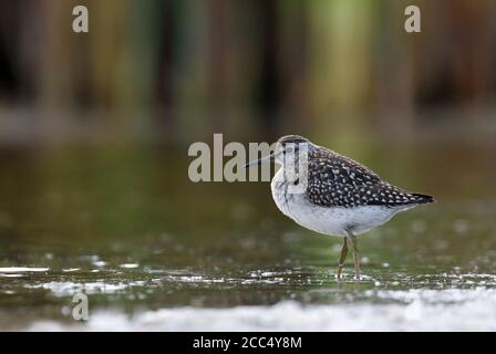 Holzschleifer (Tringa glareola), Jugendlicher im Spätherbst, Großbritannien, England Stockfoto