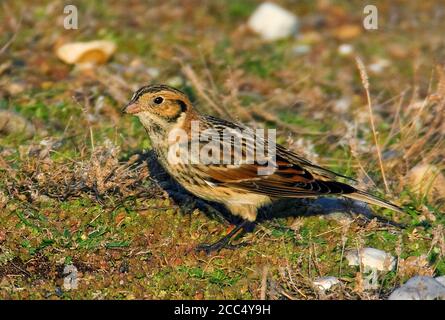 Lapplandammer (Calcarius lapponicus), Herbstmännchen auf dem Boden stehend, Vereinigtes Königreich, England, Norfolk, Salthouse Stockfoto