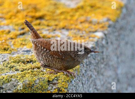 Schöne Winterzackschnecke (Troglodytes troglodytes fridariensis, Troglodytes fridariensis), an einer Wand sitzend, mit gespannter Schwanzflosse, Vereinigtes Königreich, Schottland, Stockfoto