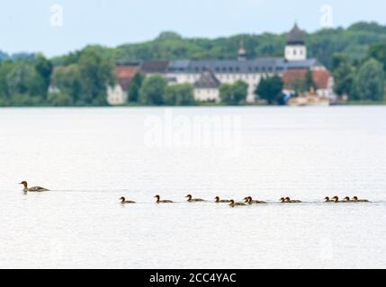 Goosander (Mergus merganser), Weibchen schwimmt mit dreizehn Küken vor dem Kloster Frauenchiemsee, Deutschland, Bayern, Chiemsee Stockfoto
