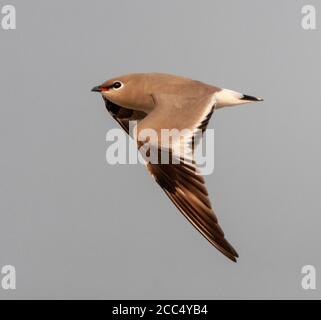 Kleine Pratincole, kleine Pratincole (Glareola lactea), im Flug, Indien, Stockfoto