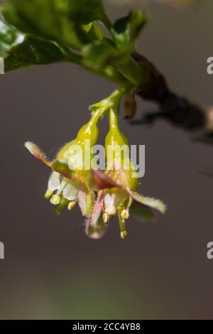 Wilde Stachelbeere, Europäische Stachelbeere (Ribes uva-crispa), Blumen, Niederlande, Frisia Stockfoto