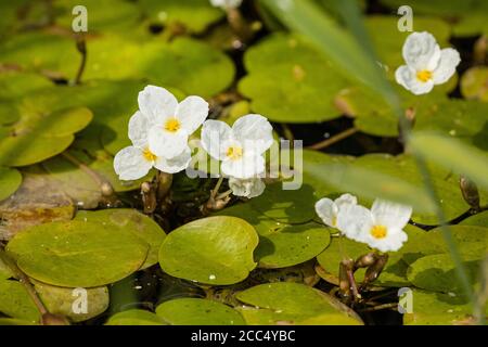 Europäischer Froschbauch, Europäischer froschbauch (Hydrocharis morsus-ranae), blühend, Deutschland, Bayern Stockfoto