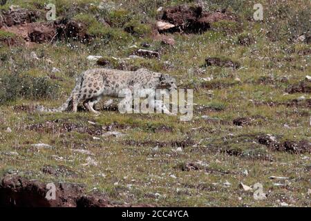 Snow Leopard (Uncia uncia), in der Nähe des oberen Lancang (Mekong) Flusstals, Südprovinz Qinghai, China August 2017 Stockfoto
