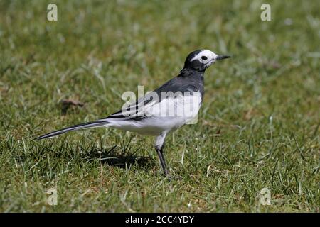 Weißer Wagtail (Motacilla alba personata), in der Nähe von Yushu, südlicher Provinz Qinghai, China 24. August 2017 Stockfoto