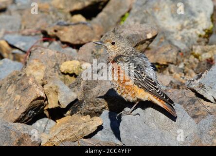 Bergsteindrossel, Rufous-tailed Rock Thrush (Monticola saxatilis), Erstwinter während Herbstzug, Vereinigtes Königreich, Wales, Monmouthshire Stockfoto