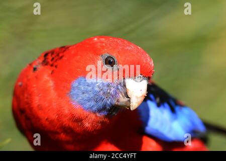 Crimson rosella, Pennants Rosella (Platycercus elegans), neugierig in die Kamera schauend, Australien, Lamington National Park Stockfoto