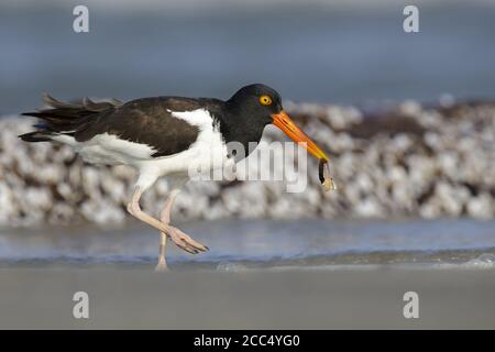 Amerikanischer Austernfischer (Haematopus palliatus), Spaziergang am Strand mit Jackmesserklamm im Schnabel, Seitenansicht, USA, Texas Stockfoto