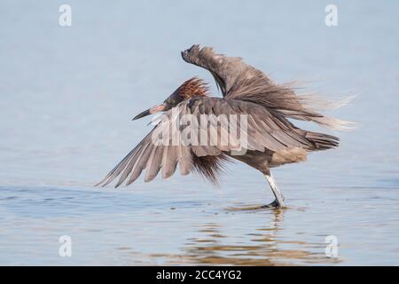 Rotreiher (Egretta ufescens), Erwachsene Fischerei im Flachwasser, Mexiko, Yum Balam, Holbox Stockfoto