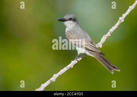 Grauer Königsvogel (Tyrannus dominicensis), auf einem Zweig, USA, Florida Stockfoto