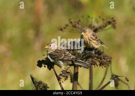 Britische Zweibeiner (Carduelis flavirostris pipilans, Carduelis pipilans), zwei Britische Zweibeiner auf Umbellifer im Herbst auf Fair Isle, Vereinigtes Königreich, Stockfoto