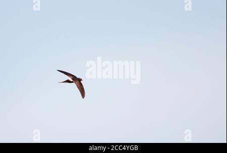 Weiß-rumped Swift (Apus Caffer), fliegen hoch in den Himmel, Spanien, Setefilla Stockfoto