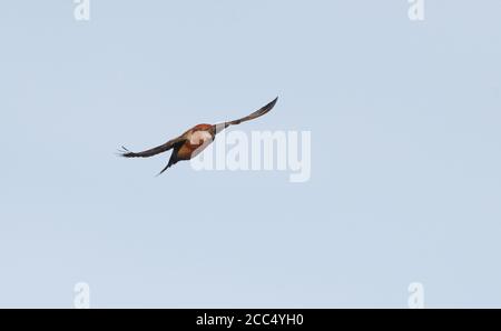 Papageienkreuzschnabel (Loxia pytyopsittacus), Männchen im Flug, Dänemark Stockfoto