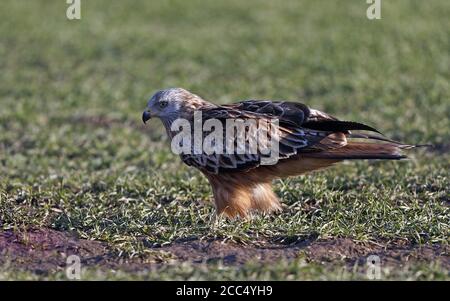 Roter Drachen (Milvus milvus), Erstwinter steht auf dem Boden, Schweden Stockfoto