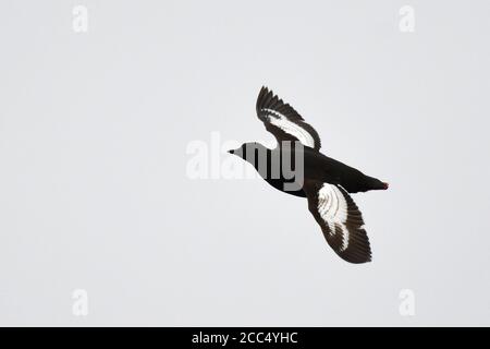 Arctic Black Guillemot (Cepphos grylle mandtii, Cepphos mandtii), zweites Kalenderjahr im Flug, Norwegen, Spitzbergen Stockfoto