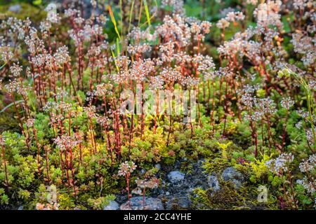 Weißer Steinbrock (Sedum Album), blühend, Deutschland, Bayern Stockfoto