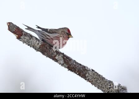 Rotzopf, Rotzopf, Mealy Rotzopf (Carduelis flammea flammea, Acanthis flammea flammea), Männchen an einem Ast, Finnland, Ivalo Stockfoto