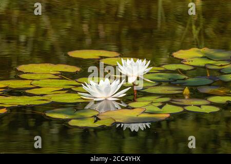 Seerose, Teichlilie (Nymphaea spec.), weiße Seerosen auf einem Teich Stockfoto